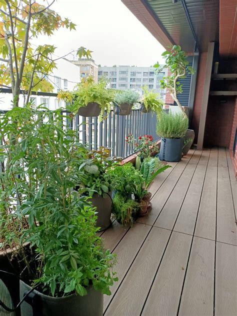 室內陽台植物